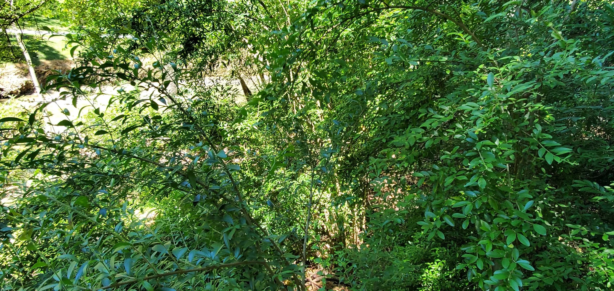Dense green shrubs and trees on a sloped bank, with a cleared, sunlit grassy area and what looks like a creek channel visible beyond the foliage.
